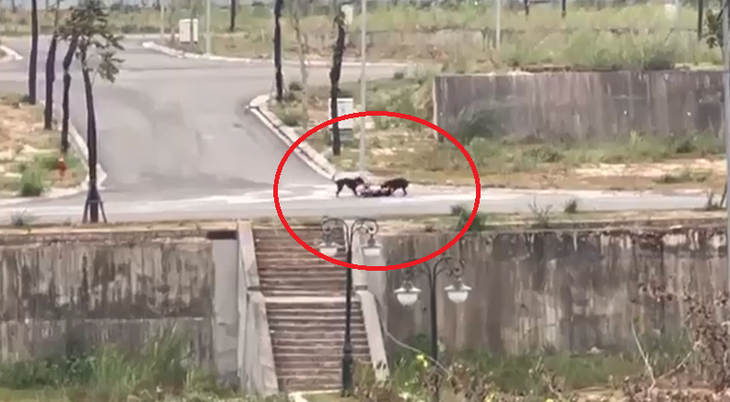 Hai con chó cắn nam sinh ở Lào Cai - Ảnh cắt từ clip