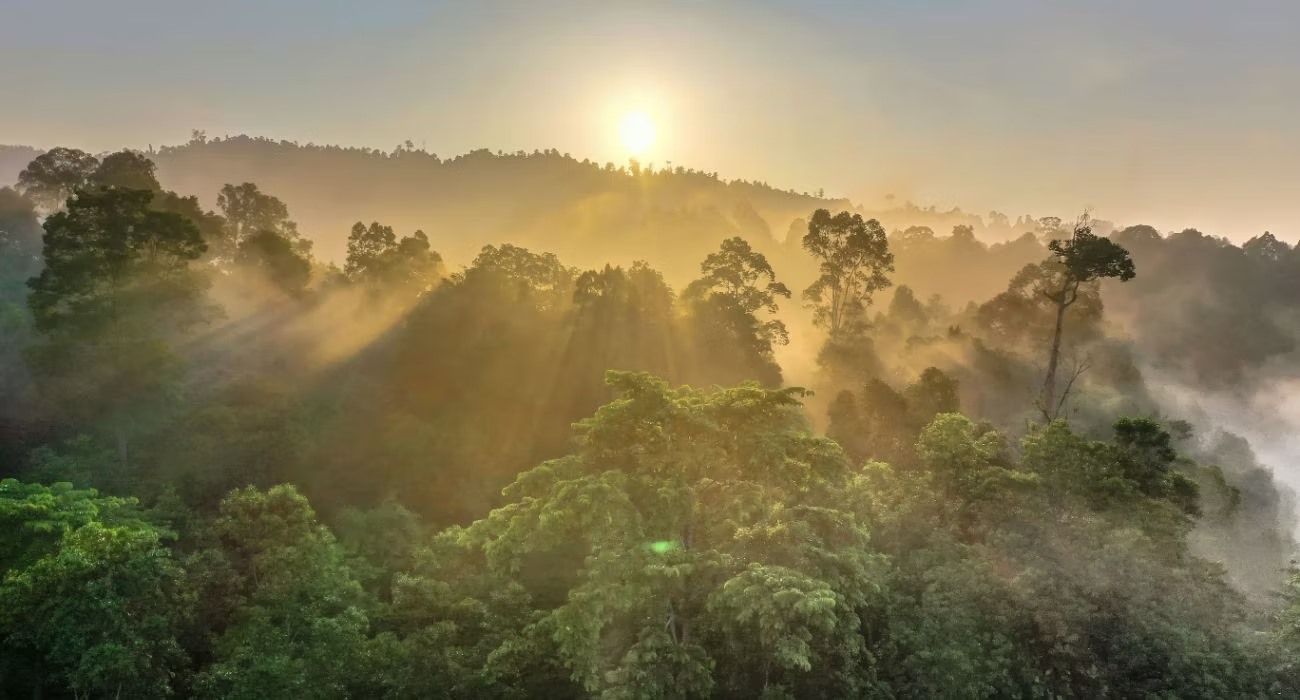 Rừng nhiệt đới Borneo dưới ánh bình minh