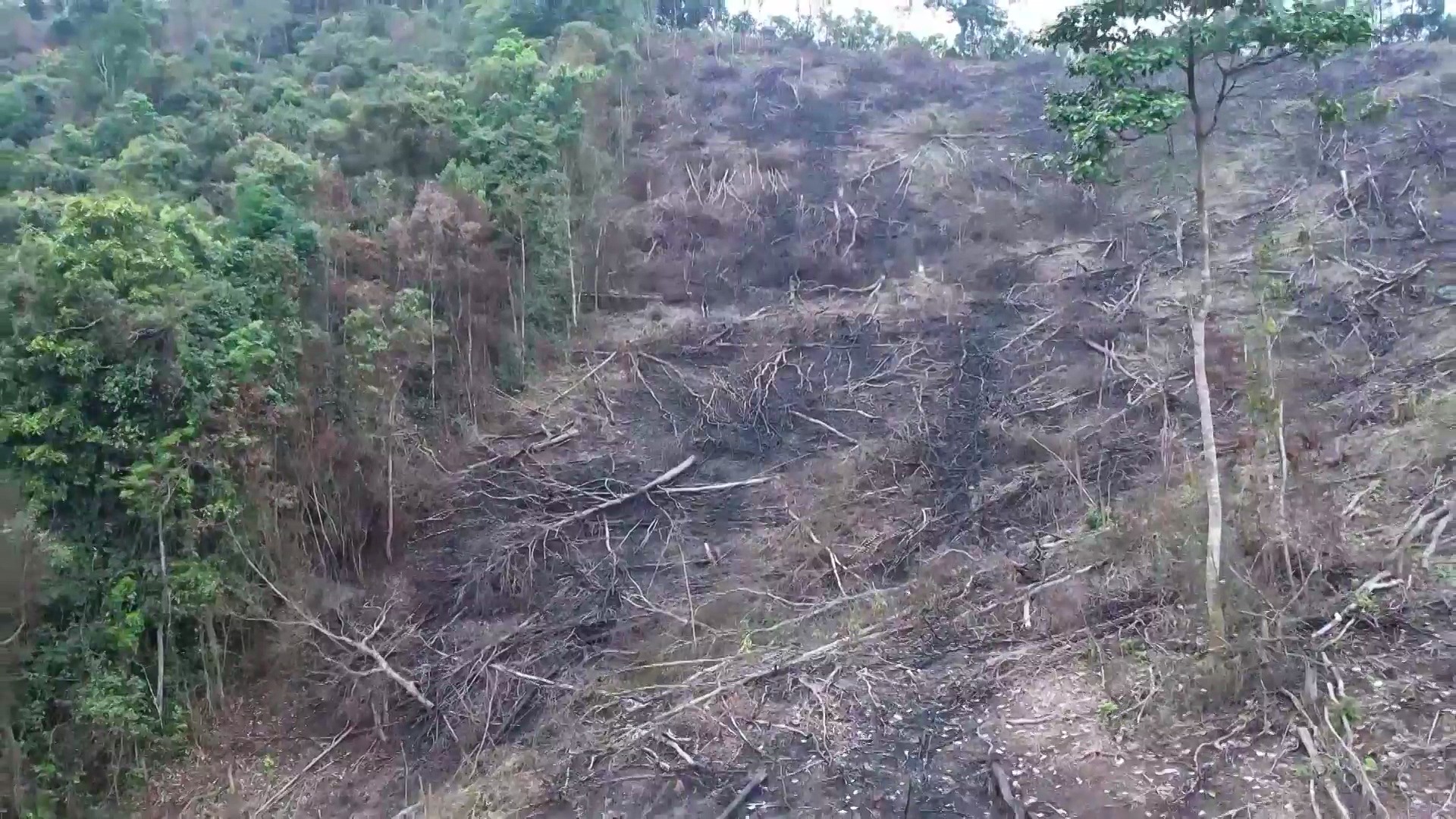 Gần 6ha rừng tự bị tàn phá tại khu vực giáp ranh giữa 2 xã Kim Hóa và Lê Hóa (huyện Tuyên Hóa). Ảnh: CTV