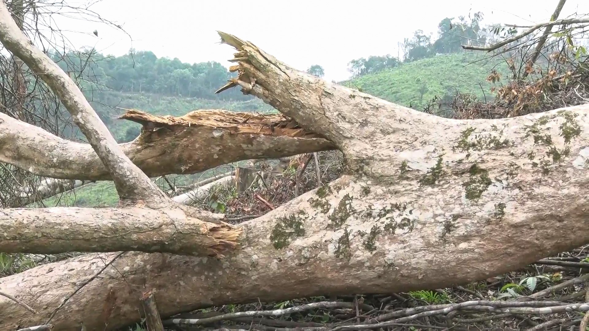 Lực lượng chức năng đang điều tra, làm rõ vụ việc phá rừng nghiêm trọng trên. Ảnh: CTV