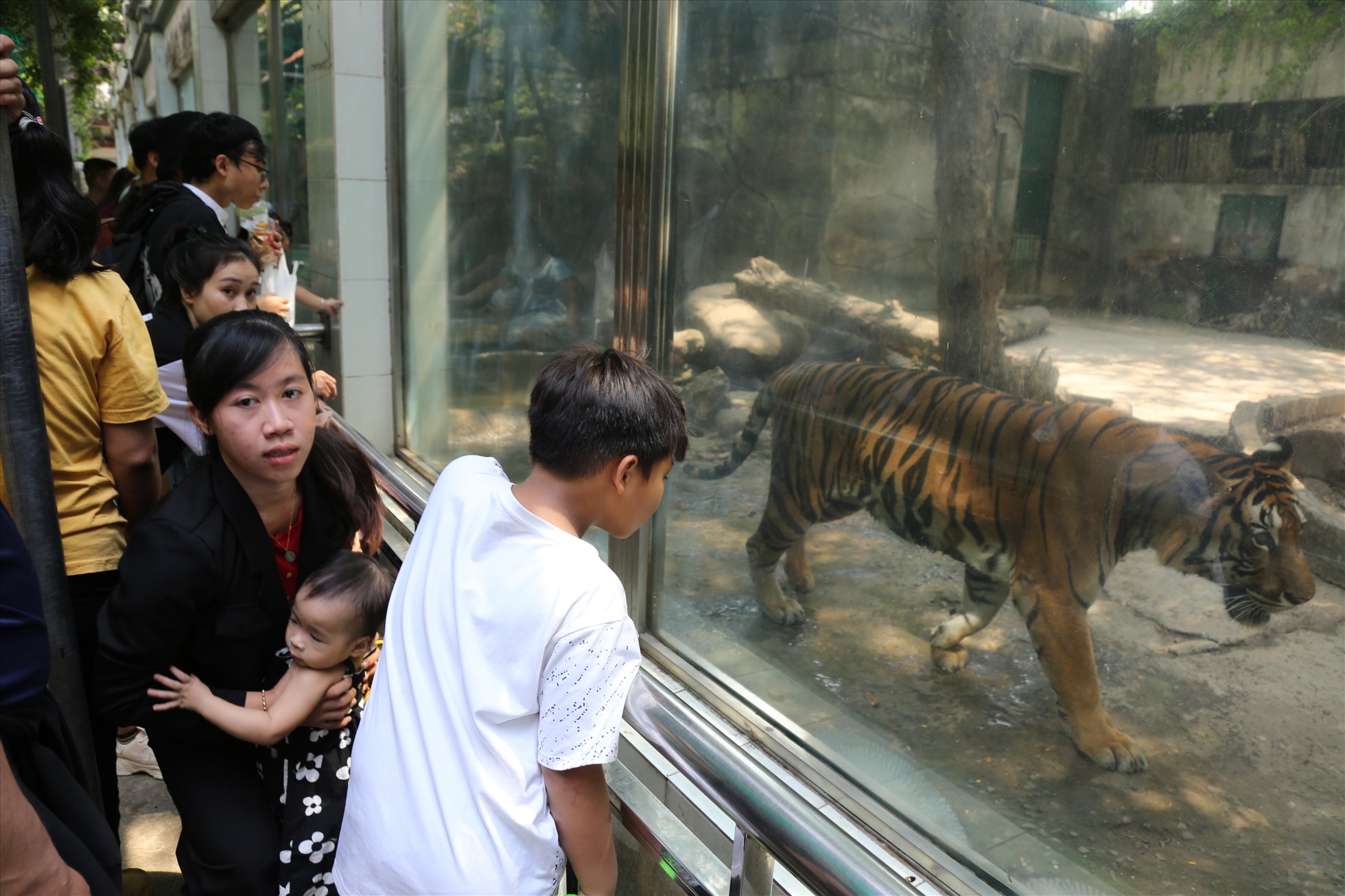 Các khu vực nuôi thú như hổ, vọc, bò sát… thu hút đông khách tham quan.