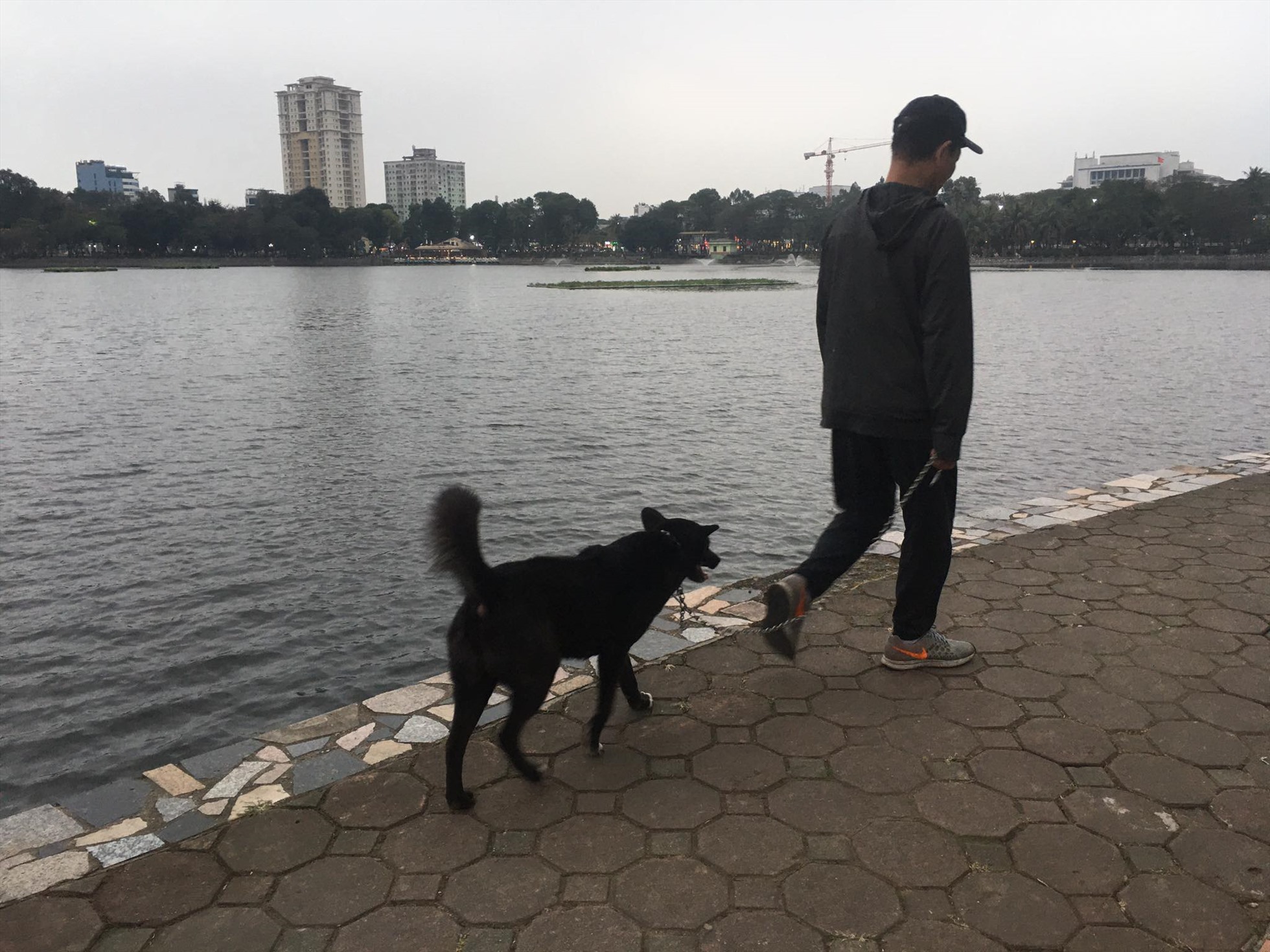 Người dân vô tư dắt chó đi dạo tại công viên Thống Nhất nhưng không đeo rọ mõm cho vật nuôi. Ảnh: Cẩm Tú