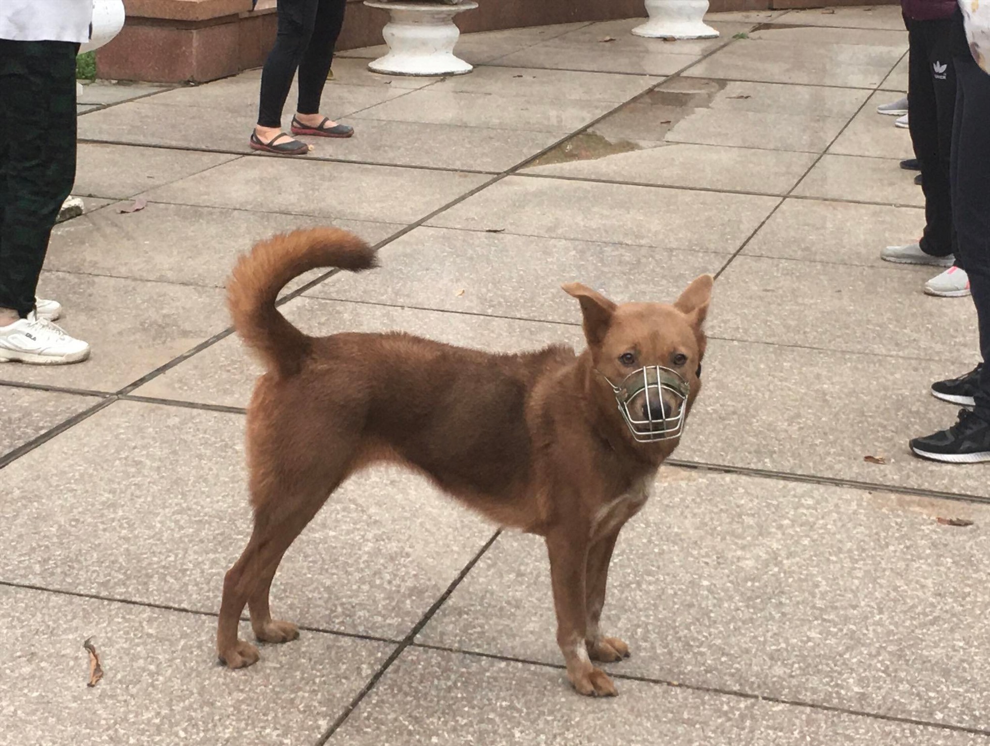 Một chú chó được đeo rọ mõm tại công viên Thống Nhất. Ảnh: Cẩm Tú