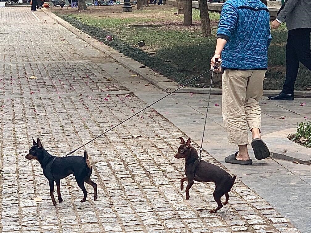 Người dân dắt chó đi dạo tại phố đi bộ hồ Hoàn Kiếm. Ảnh: Cẩm Tú