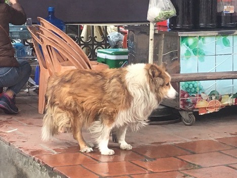Người dân thả rông chó tại đường Nguyễn Phong Sắc, Cầu Giấy. Ảnh: Cẩm Tú