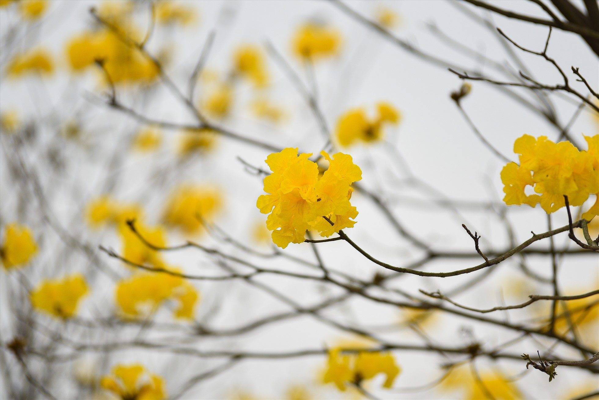Hoa phong linh thường mọc theo cụm trông rất giống những chiếc chuông vàng. Ảnh: PHƯƠNG NAM