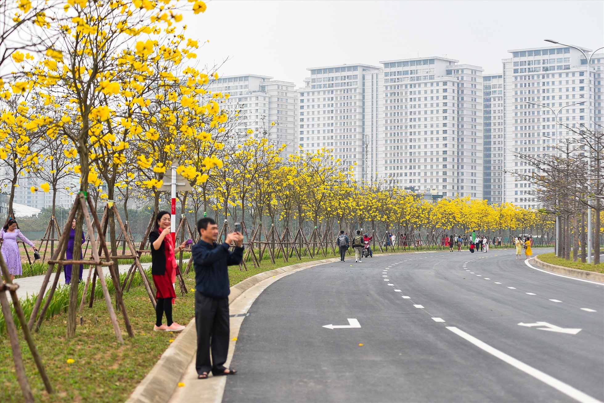 Hàng cây hoa Phong Linh nở rộ trải dài cả 1 con đường bên trong khu đô thị Park City (Hà Nội). Ảnh: PHƯƠNG NAM