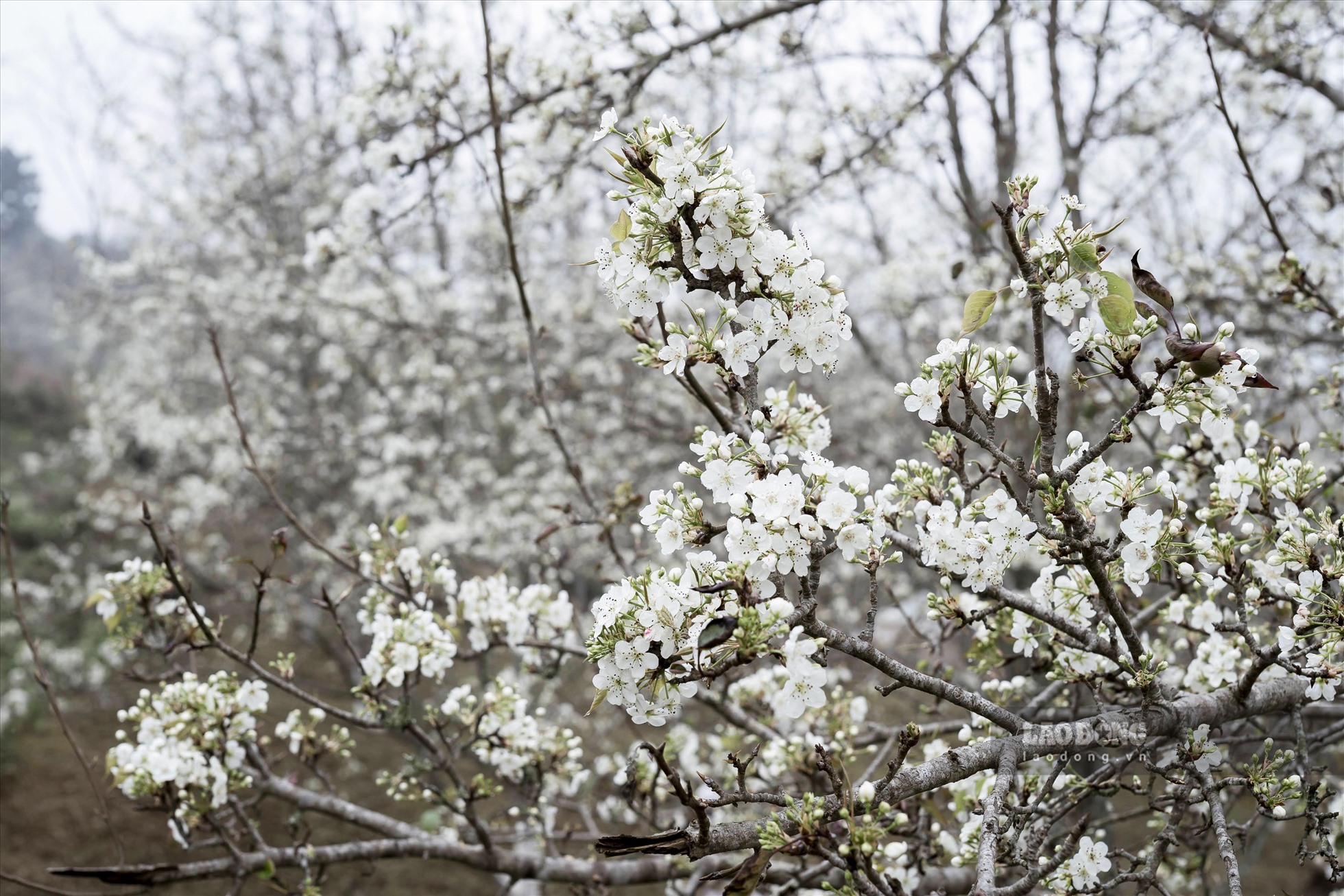 Vài năm trở lại đây, cây lê ở Hồng Thái không đơn thuần chỉ để lấy quả mà còn phục vụ du lịch rất hiệu quả. Cuối tháng 2 đầu tháng 3 hàng năm là thời điểm hoa lê bung nở, dịp này du khách thập phương tìm về thưởng ngoạn vẻ đẹp tinh khôi của hoa lê.