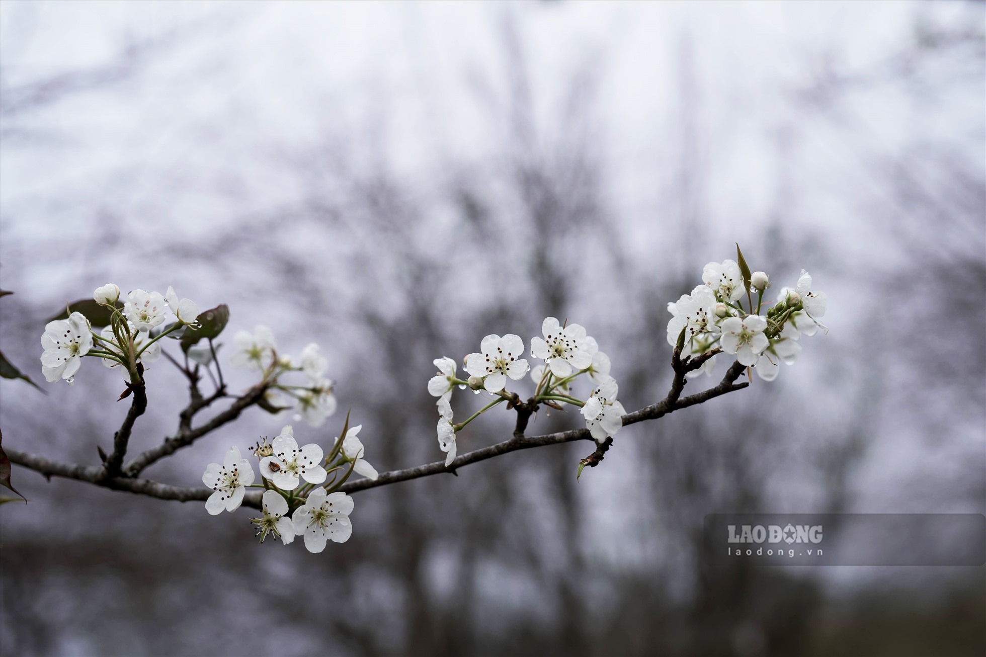 Những cành hoa lê trắng tinh khôi trong làn sương sớm của vùng cao mang lại  trải nghiệm thú vị đối với nhiều người.