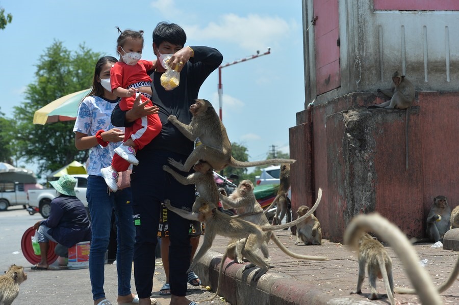 Khách du lịch chơi đùa với khỉ ở Lopburi, Thái Lan. Ảnh: Xinhua
