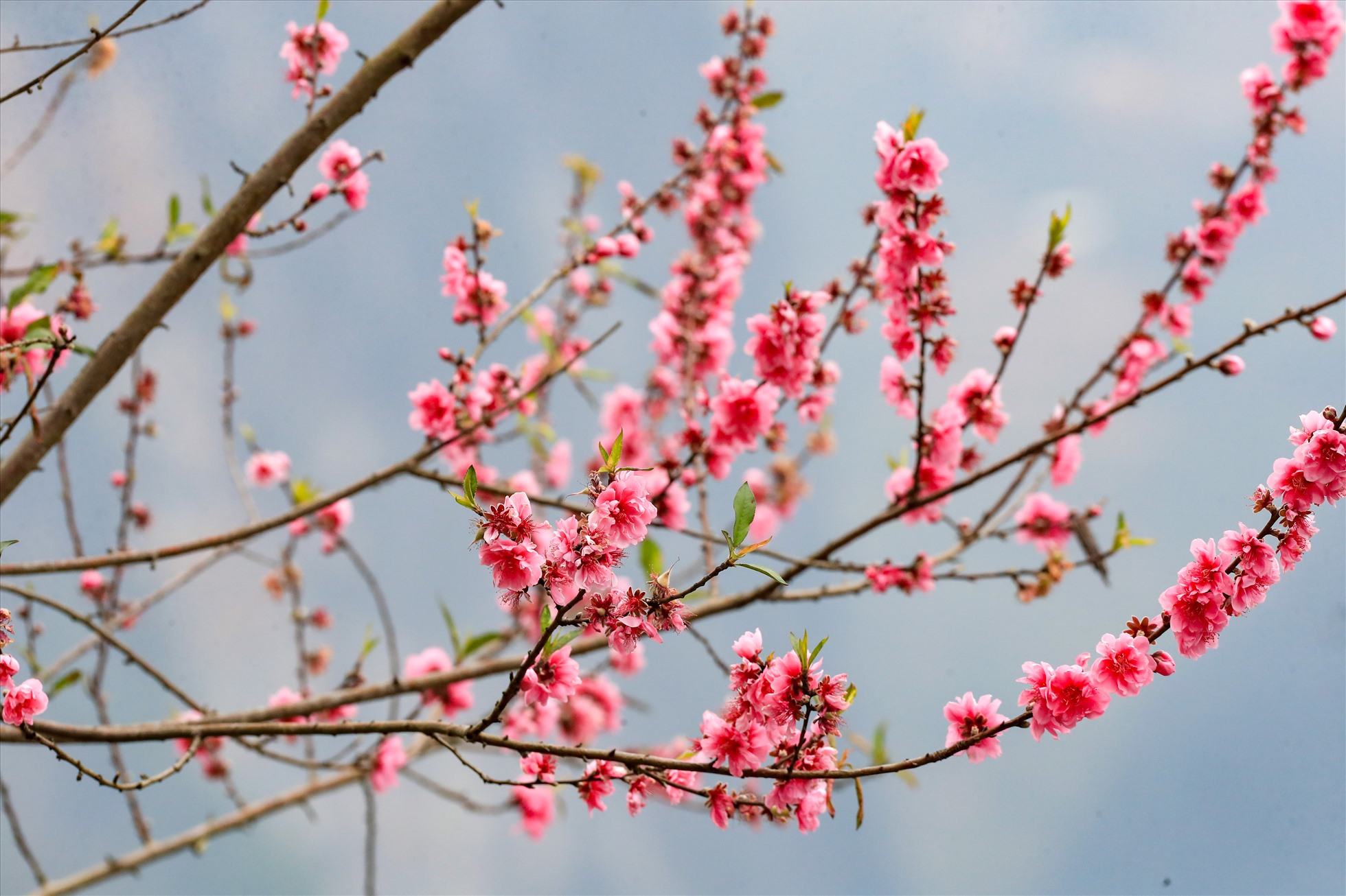 Gốc đào Bích hiếm hoi nở hoa rực rỡ trên đường du xuân Hà Giang.