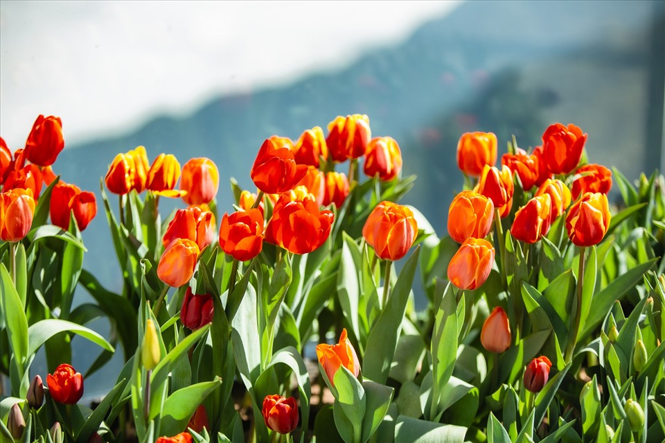 Những bông hoa tulip