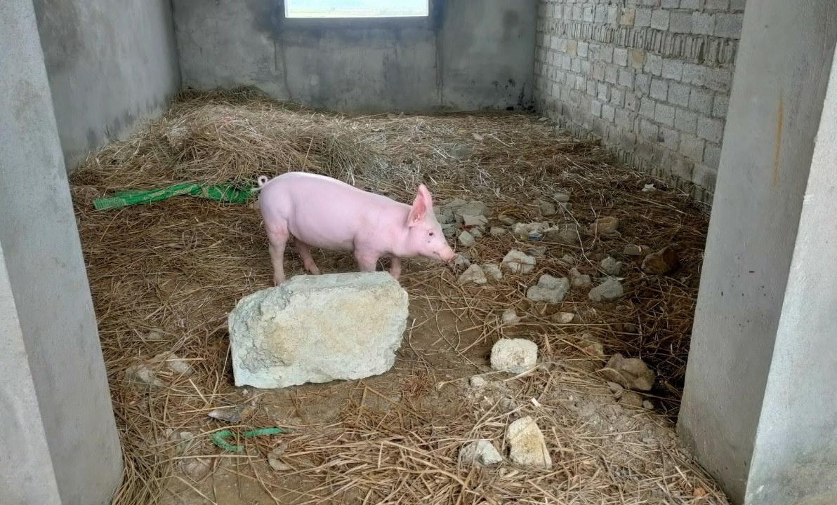 Thậm chí trụ sở sau khi bị bỏ hoang, còn trở thành nơi nuôi nhốt lợn. Ảnh: Quách Du