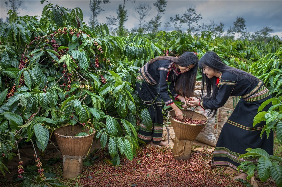 Cà phê vẫn là một trong những mặt hàng nông sản xuất khẩu hàng đầu của Việt Nam. Ảnh: Ngô Minh Phương