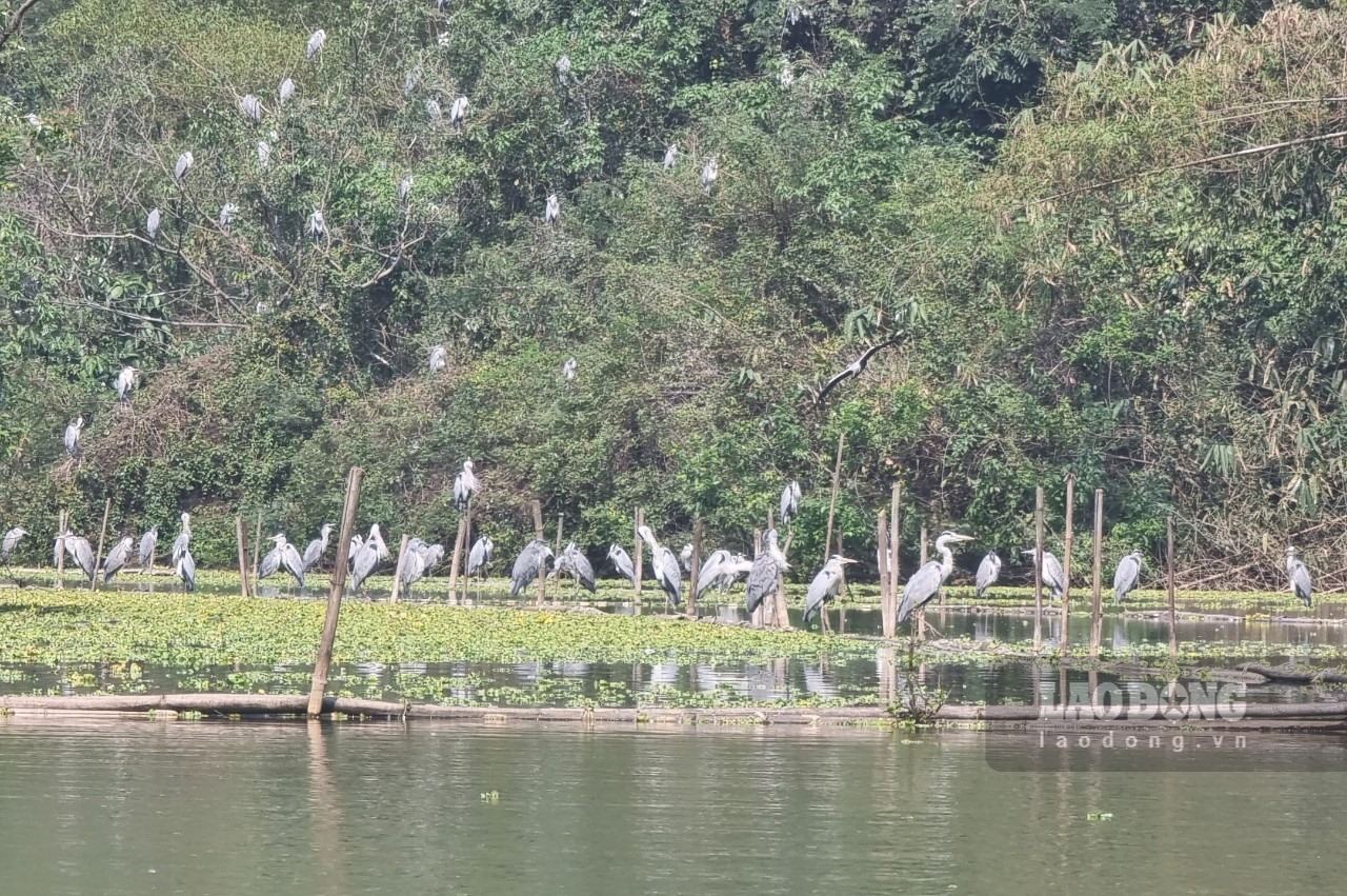 Điểm nhấn của khu du lịch này chính là “đảo cò” nơi hội tụ của hơn 40 loài chim, cò với số lượng lên đến gần 50.000 con. Ảnh: Nguyễn Trường