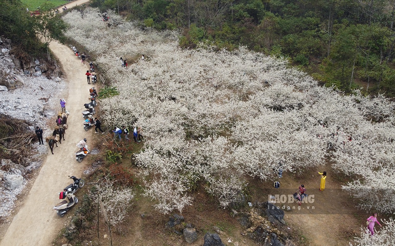 Từ TP Cao Bằng mất khoảng 1 giờ di chuyển, du khách sẽ đến vườn mận Lũng Sâu đang độ hoa nở rộ, trắng tinh khôi cả một góc núi đồi. Ảnh: An Trịnh.