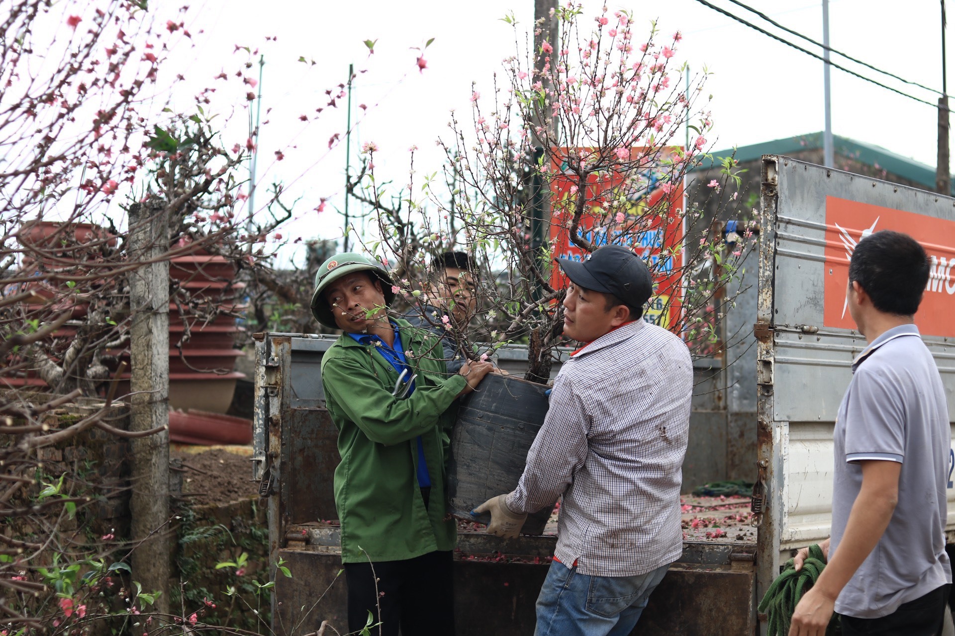 Những chậu đào được chở về vườn để chăm sóc sau Tết. Ảnh: Nguyễn Thúy.