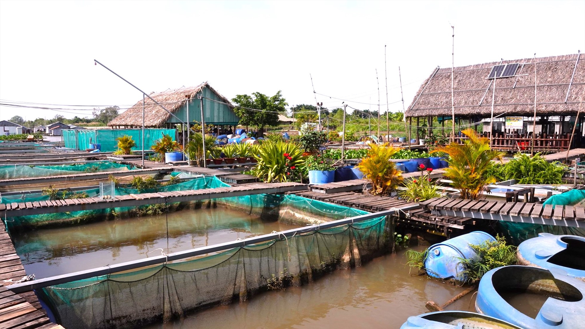 Đỗ Phú Minh cho biết, ban đầu không có tiền thực hiện dự án, các thành viên trong nhóm đã hỗ trợ chủ bè cá bán hơn 400kg cá thát lát rút xương và làm gia sư thêm mới đủ tiền.