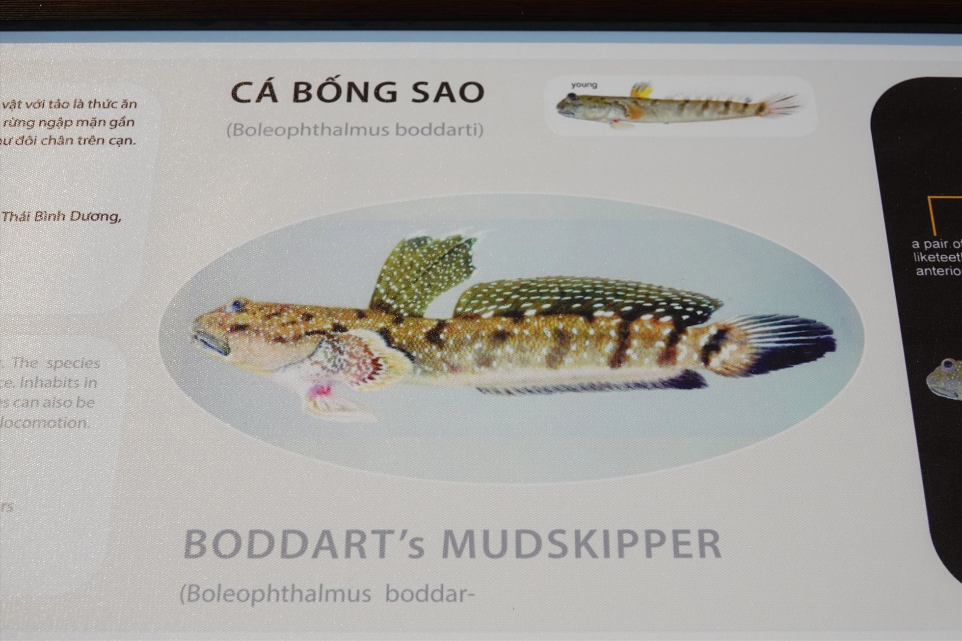 Đặc biệt, thông tin các loài cá được tổng hợp bằng cả 2 ngôn ngữ tiếng Việt và tiếng Anh, kèm theo là các bảng biểu giới thiệu về đặc tính của các loài để giới thiệu với du khách trong và ngoài nước.