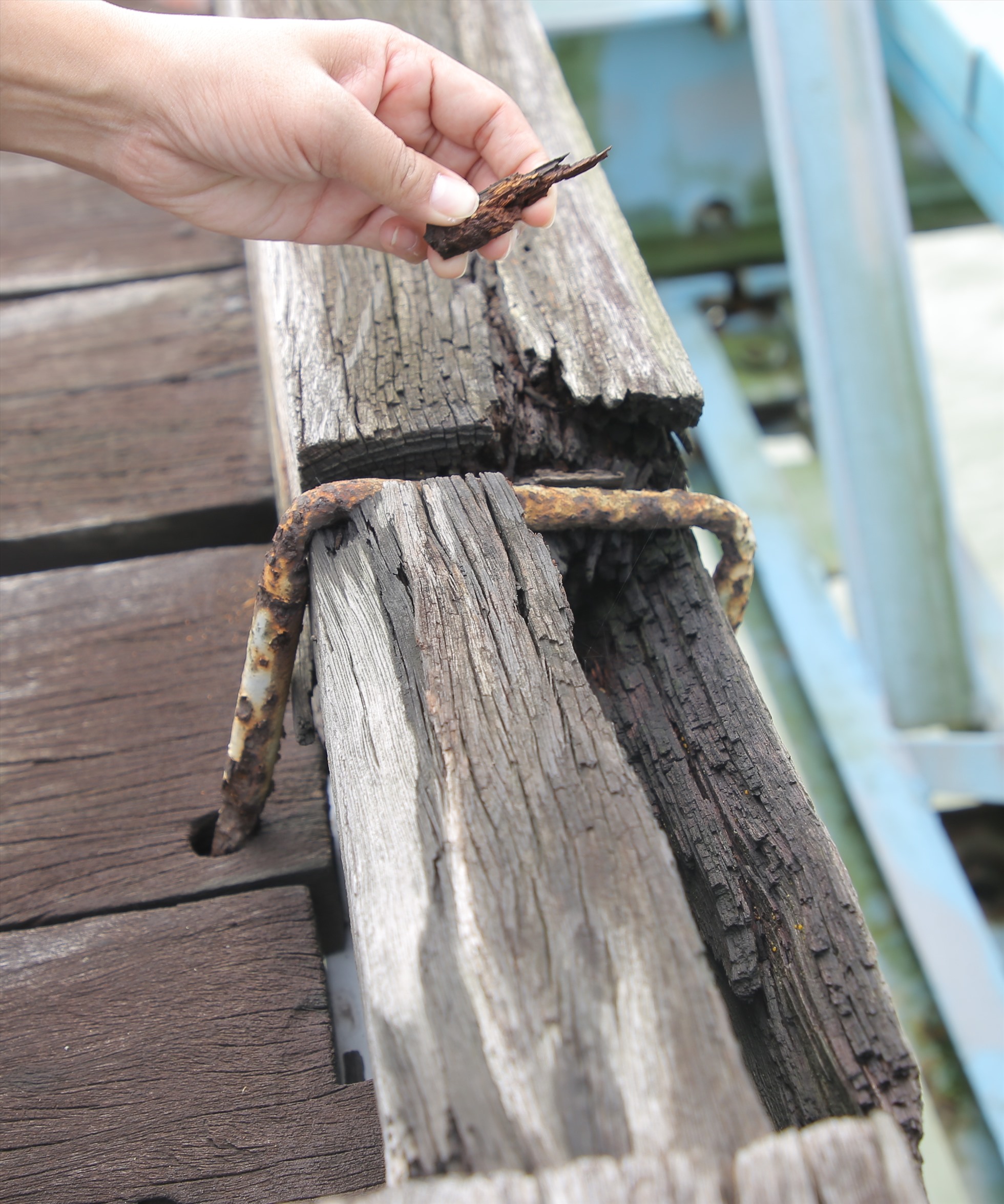 Các thanh gỗ để cố định ván trên mặt cầu cũng bị mục ruỗng.