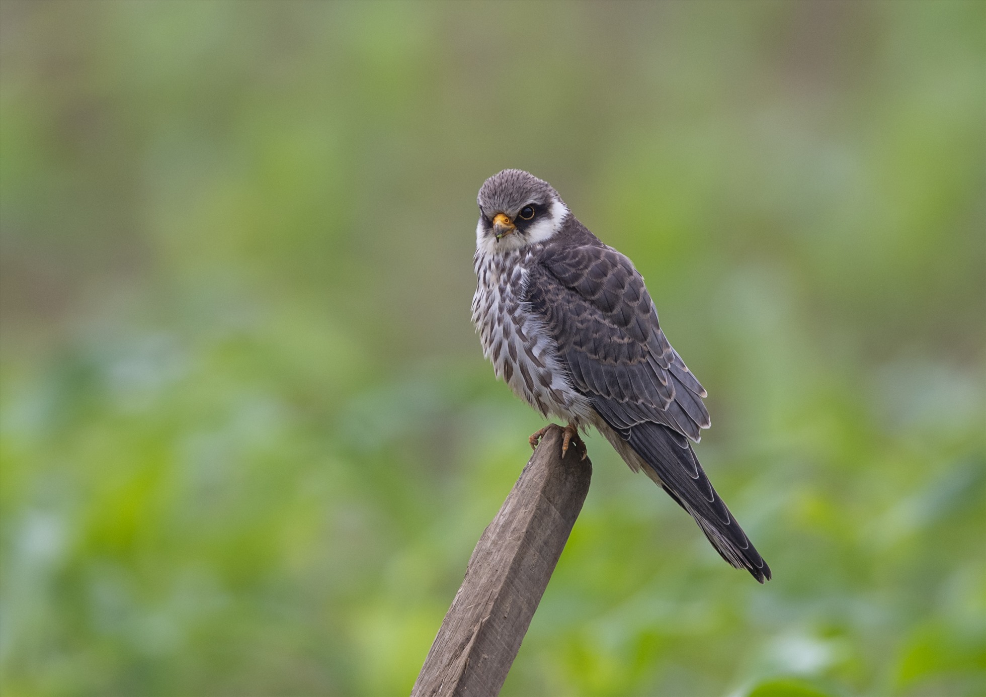 Cắt Amur (tên khoa học là Falco amurensis). Nguồn ảnh: Trung tâm Bảo tồn Thiên nhiên và Phát triển (CCD)