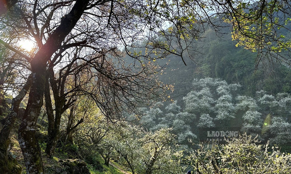 Những cành mận cổ kính rêu phong tạo bối cảnh như những khu rừng trong các câu chuyện cổ tích.