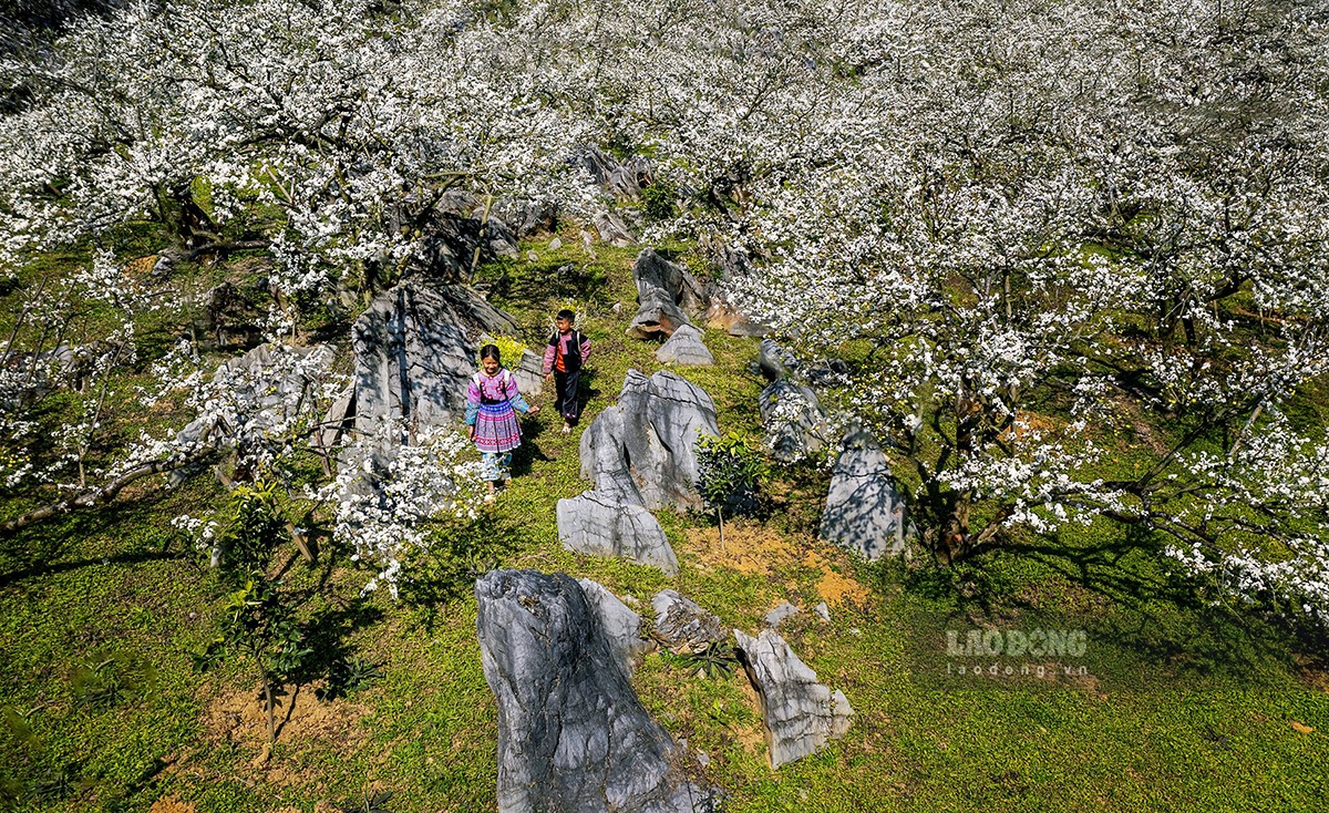 Những đứa trẻ với trang phục rực rỡ lọt thỏm giữa rừng hoa mận như những chấm màu tạo điểm nhấn nổi bật trong 1 bức tranh phong cảnh.