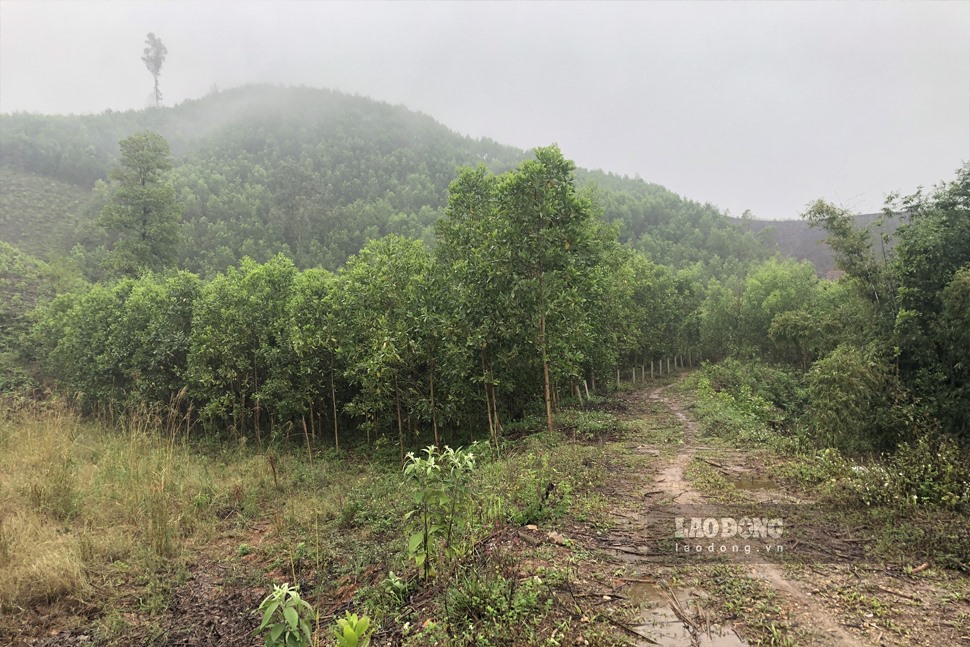 Sau khi phá dỡ công trình tuyển rửa quặng, diện tích đất quy hoạch sử dụng trồng cây. Ảnh: Nguyễn Hoàn.
