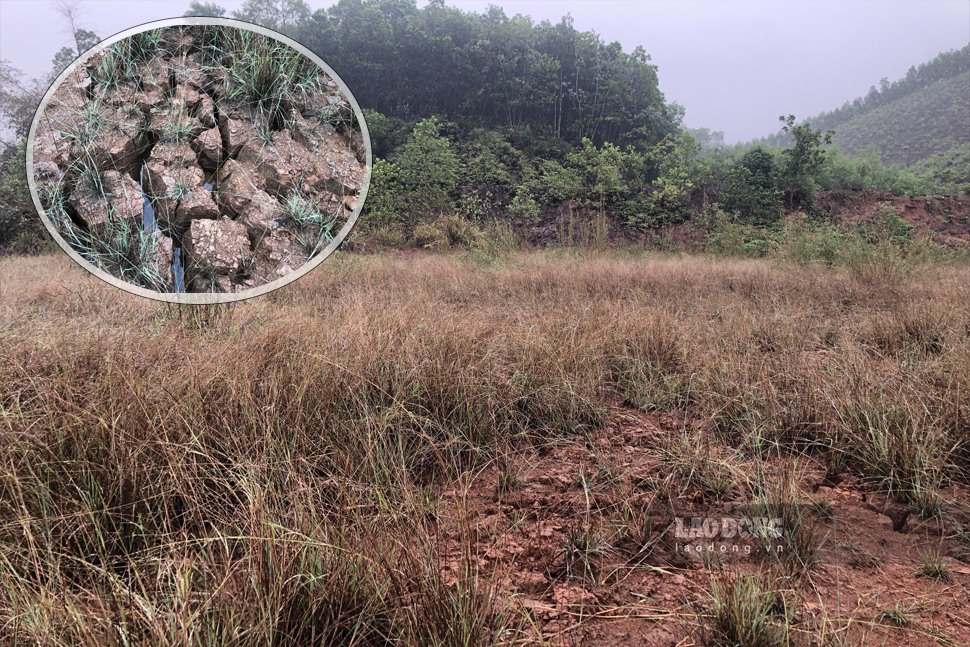 Đần bùn thải do tuyển quặng xả ra nhiều năm bồi tụ, khiến đất khu vực không thể trồng cây. Ảnh: Nguyễn Hoàn.