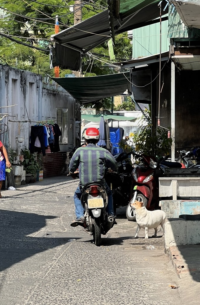 Chó thả rông tại đường Trần Quang Diệu 1 (quận 3, TPHCM). Ảnh: Kim Mỹ