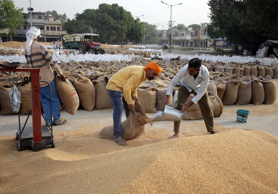 Công nhân cho lúa mì vào các bao tại một khu chợ ở bang Punjab của Ấn Độ. Ảnh: Xinhua