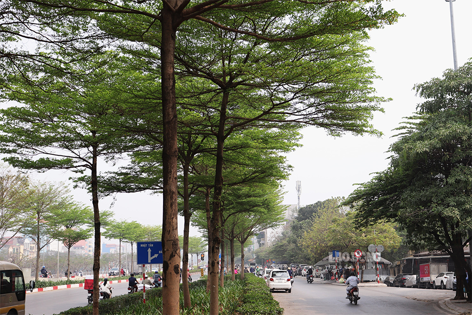Những ngày đầu tháng 3, nhiều người không khỏi ngỡ ngàng trước vẻ đẹp nên thơ của hàng cây bàng lá nhỏ dọc trên các tuyến phố của Hà Nội như đường vành đai 2 bắt đầu từ đoạn đường dẫn lên đường trên cao (ngã tư Láng - Cầu Giấy - Bưởi).