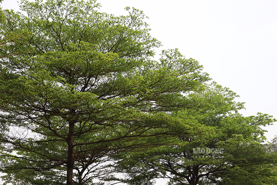 Bàng lá nhỏ, hay còn gọi là bàng Đài Loan, thuộc cây thân gỗ cỡ nhỡ, vỏ có màu nâu nhạt.