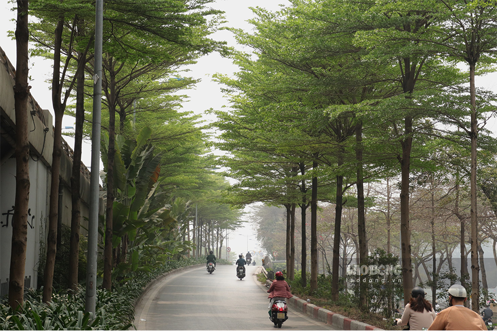Khung cảnh nên thơ dưới những hàng cây xanh mướt thu hút nhiều người dân Thủ đô tới đây chụp ảnh.