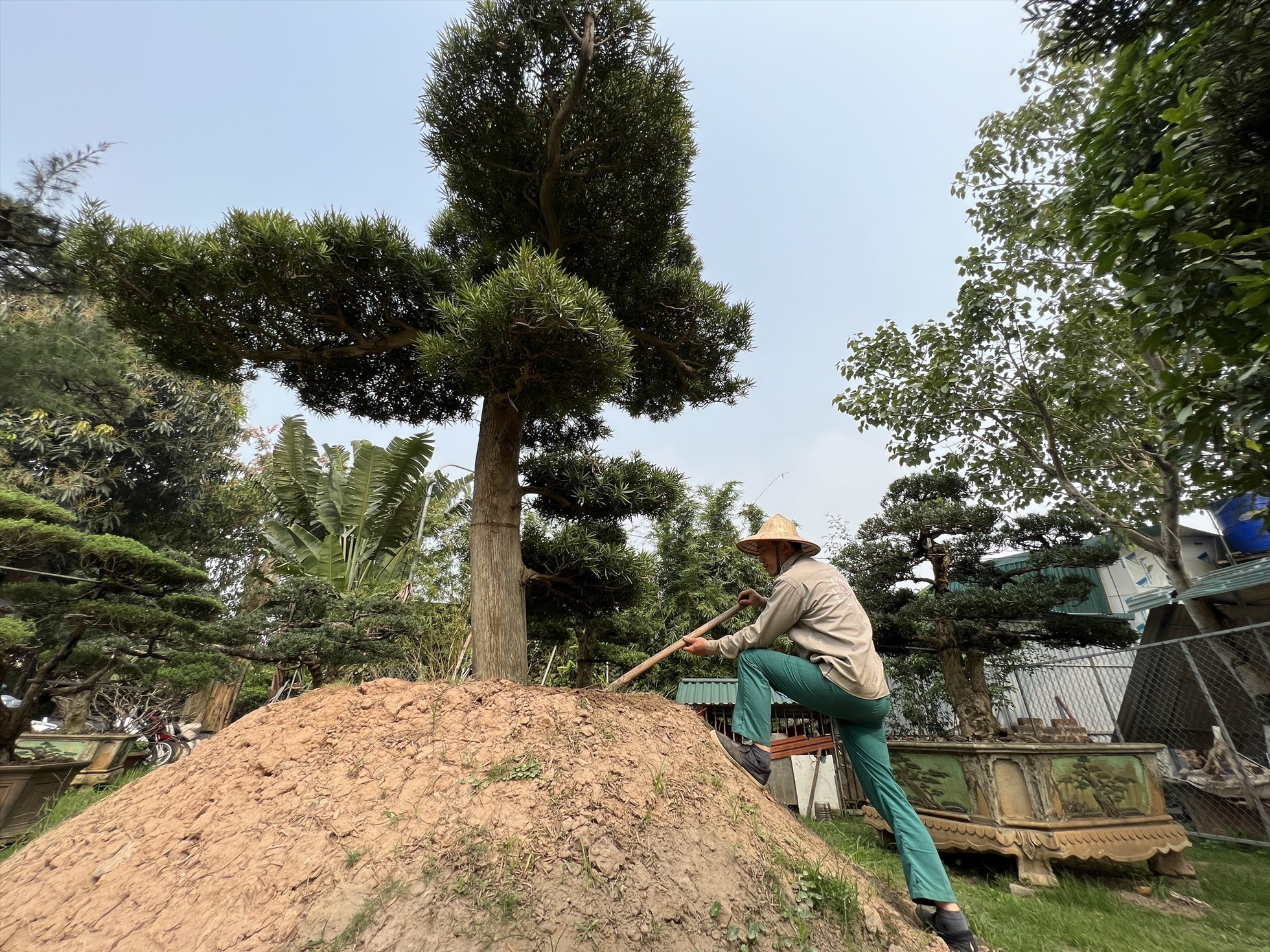 Thợ đào cây từng có thu nhập hơn 500.000 đồng/người/ngày. Ảnh: Nguyễn Thúy