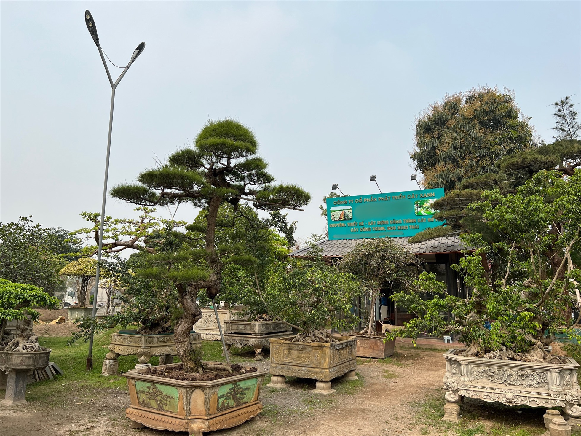 Nhiều loại cây nhập từ Lào, Campuchia, Nhật từng được nhà vườn thu gom tích trữ. Ảnh: Nguyễn Thúy