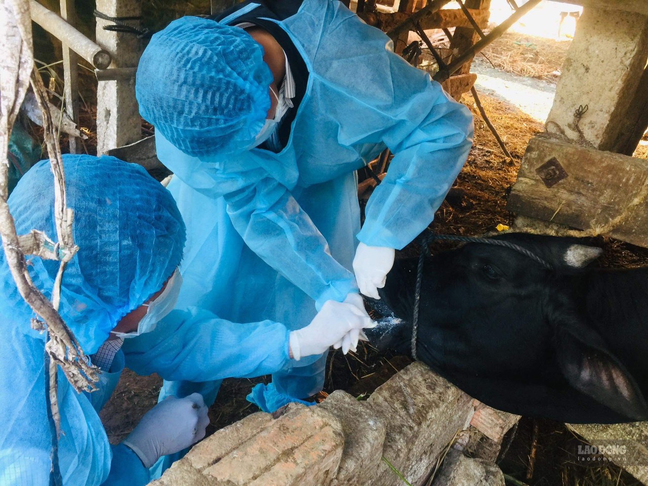 Lực lượng thú y chữa trị dịch lở mồm long móng cho nông dân nuôi bò ở tỉnh Quảng Ngãi. Ảnh: Ngọc Viên