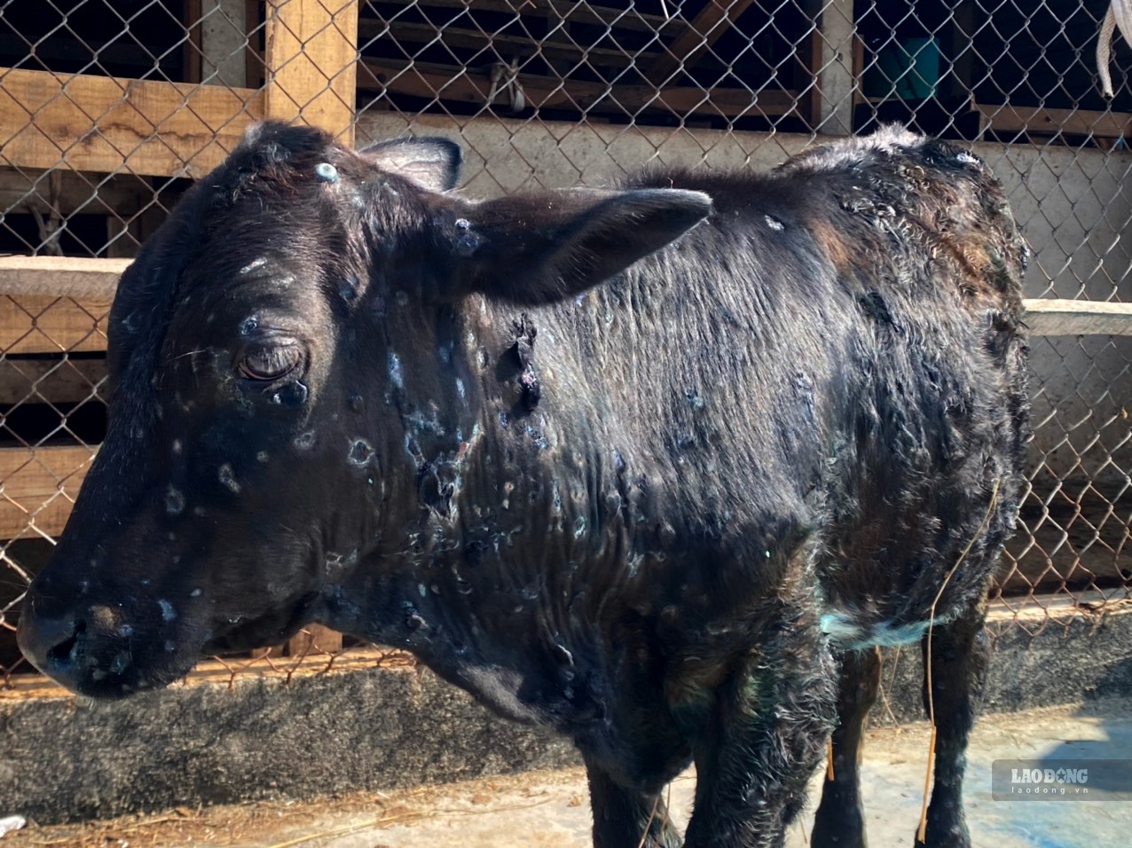 Dịch viêm da nổi cục hoành hành khiến người chăn nuôi bò ở Quảng Ngãi thua lỗ. Ảnh: Ngọc Viên