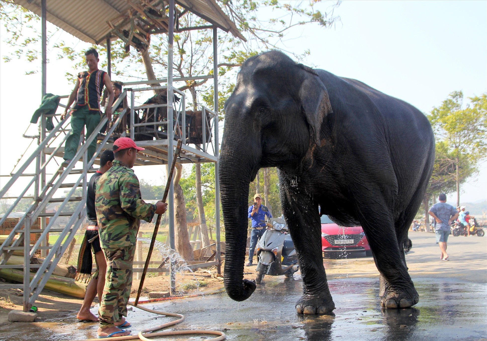 Sau khi được thưởng thức no nê các món ngon, voi được nài voi đưa về tắm rửa, nghỉ ngơi. Ảnh: Phan Tuấn