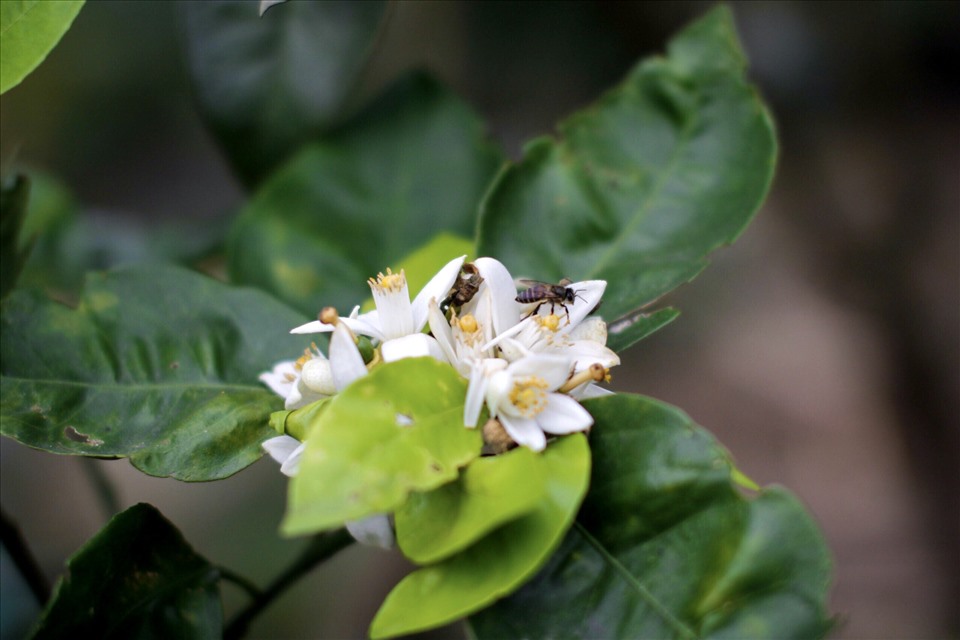 Ngày trước, bưởi Phúc Trạch được người dân Hương Khê chăm bón, cho thụ phấn tự nhiên nhờ côn trùng như ong, bướm… Tuy nhiên, khả năng đậu quả không ổn định không đảm bảo năng suất mùa vụ.
