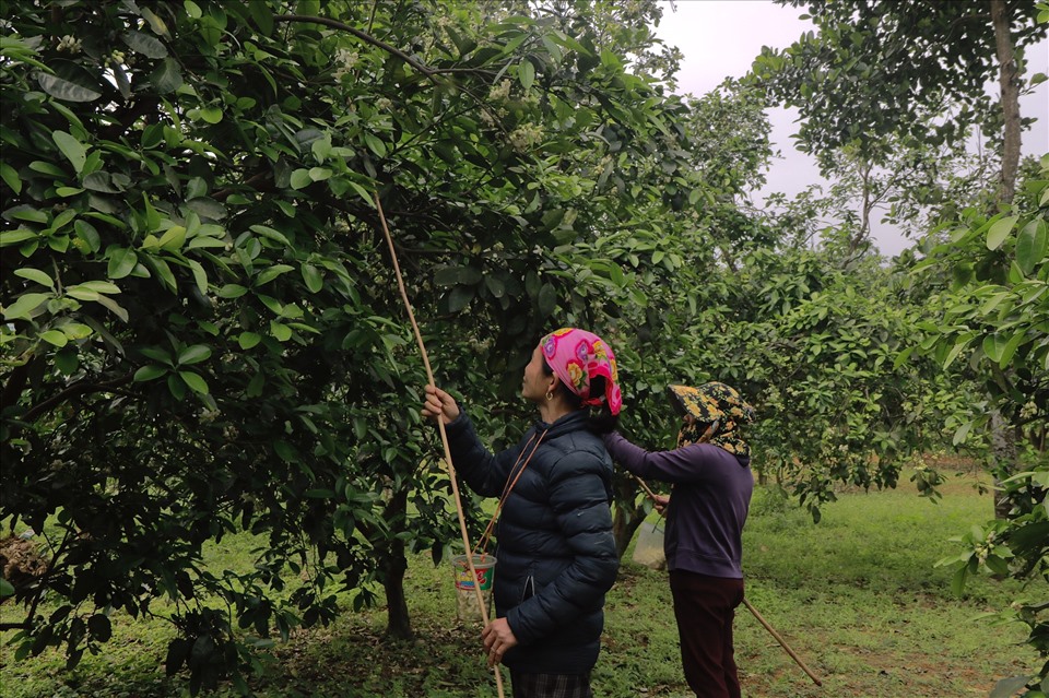 Vào mùa thụ phấn, những hộ trồng nhiều bưởi như gia đình bà Nguyễn Thị Hằng (góc trái), 51 tuổi, trú thôn Phú Lễ, xã Hương Trạch phải thuê 7 đến 10 nhân công làm việc với tiền công mỗi người 250.000 đồng mỗi ngày.