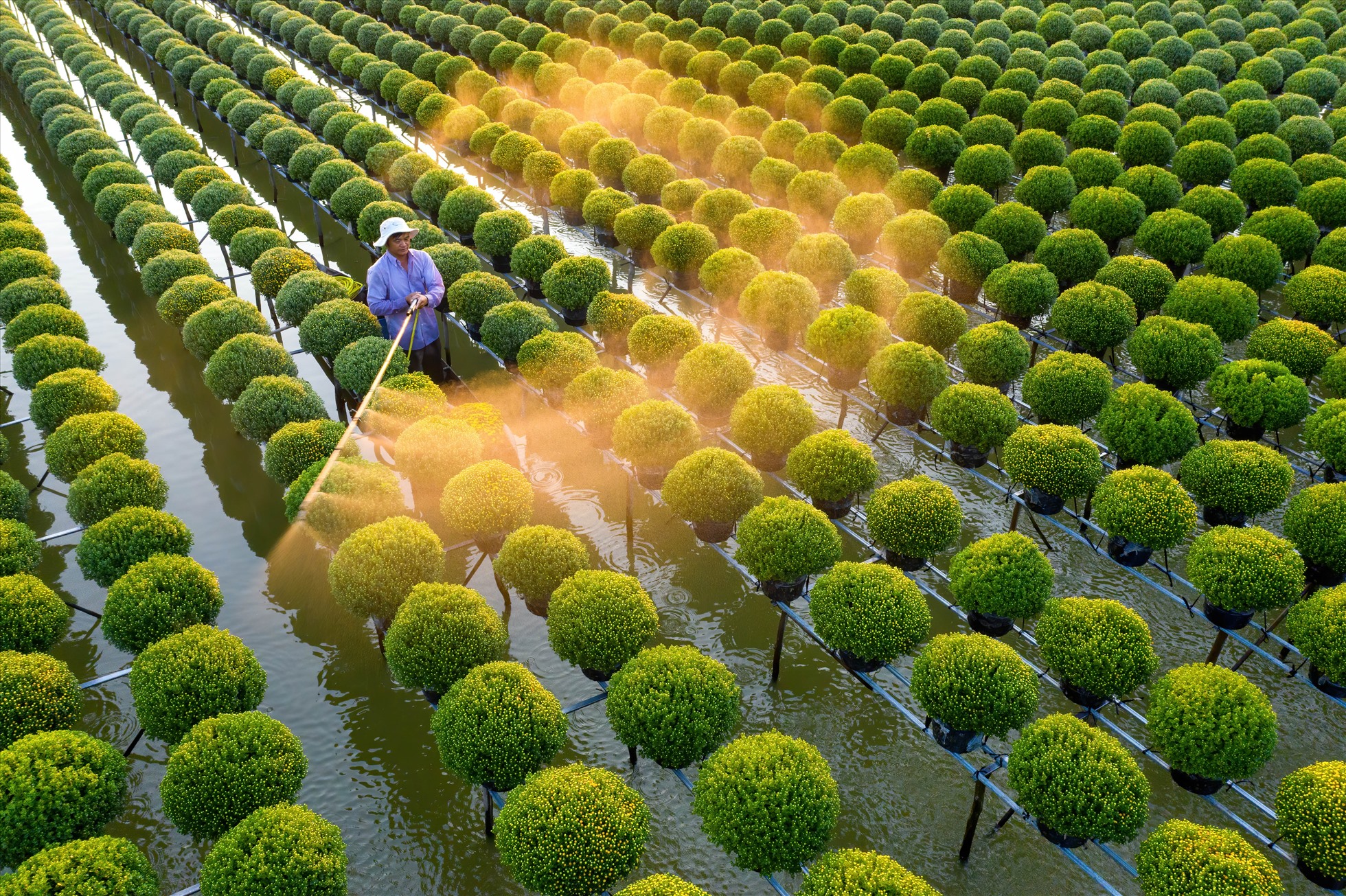 Ruộng hoa cúc mâm xôi ở làng hoa của tỉnh Đồng Tháp. Đây là nơi tập trung trồng cúc mâm xôi, cung ứng cho thị trường các tỉnh miền Tây vào dịp Tết.