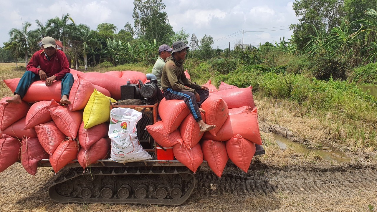 Nông dân mong rằng giá lúa ổn định để sản xuất lúa không bị lỗ vốn. Ảnh: Nhật Hồ