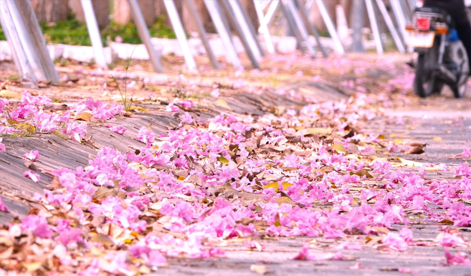 Chỉ cần có cơn gió nhẹ thổi qua là những đóa hoa thanh mảnh sẽ rơi xuống, xác hoa nhuộm hồng các đoạn vỉa hè.