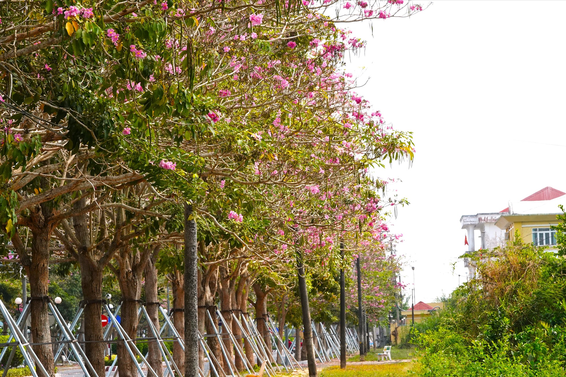 Nếu có dịp đến du lịch miền Tây vào độ từ tháng 3, bạn sẽ có được đắm mình trên những con đường hoa kèn hồng rực rỡ, khoe sắc tinh khôi trong ánh nắng mùa hạ.