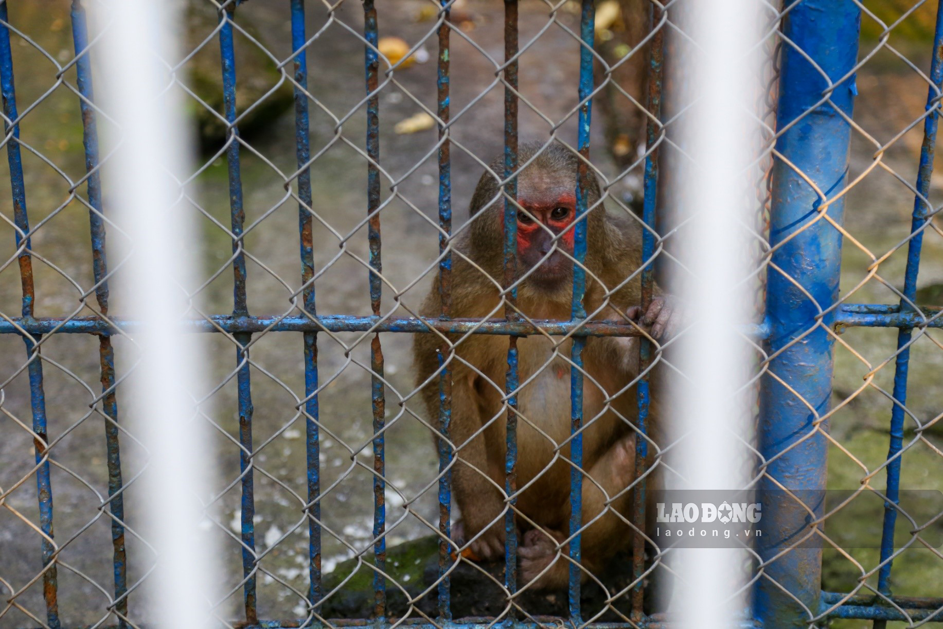 Một cá thể khỉ mốc ở trong khu vực chuồng nuôi đã xuống cấp, chật hẹp nên khó sinh trưởng và phát triển.