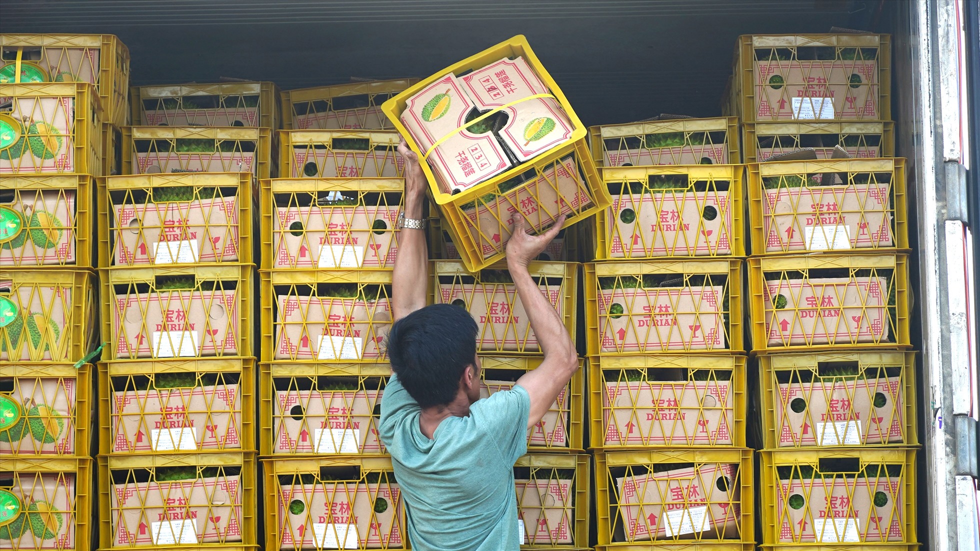 Những lô sầu riêng được xuất khẩu sang Trung Quốc. Ảnh: Tạ Quang