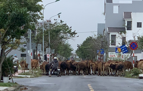 Không chỉ làm mất mỹ quan đô thị, cản trở giao thông, gây ô nhiễm môi trường... mà bò thả rông còn tấn công người đi đường. Ảnh: Nguyễn Linh