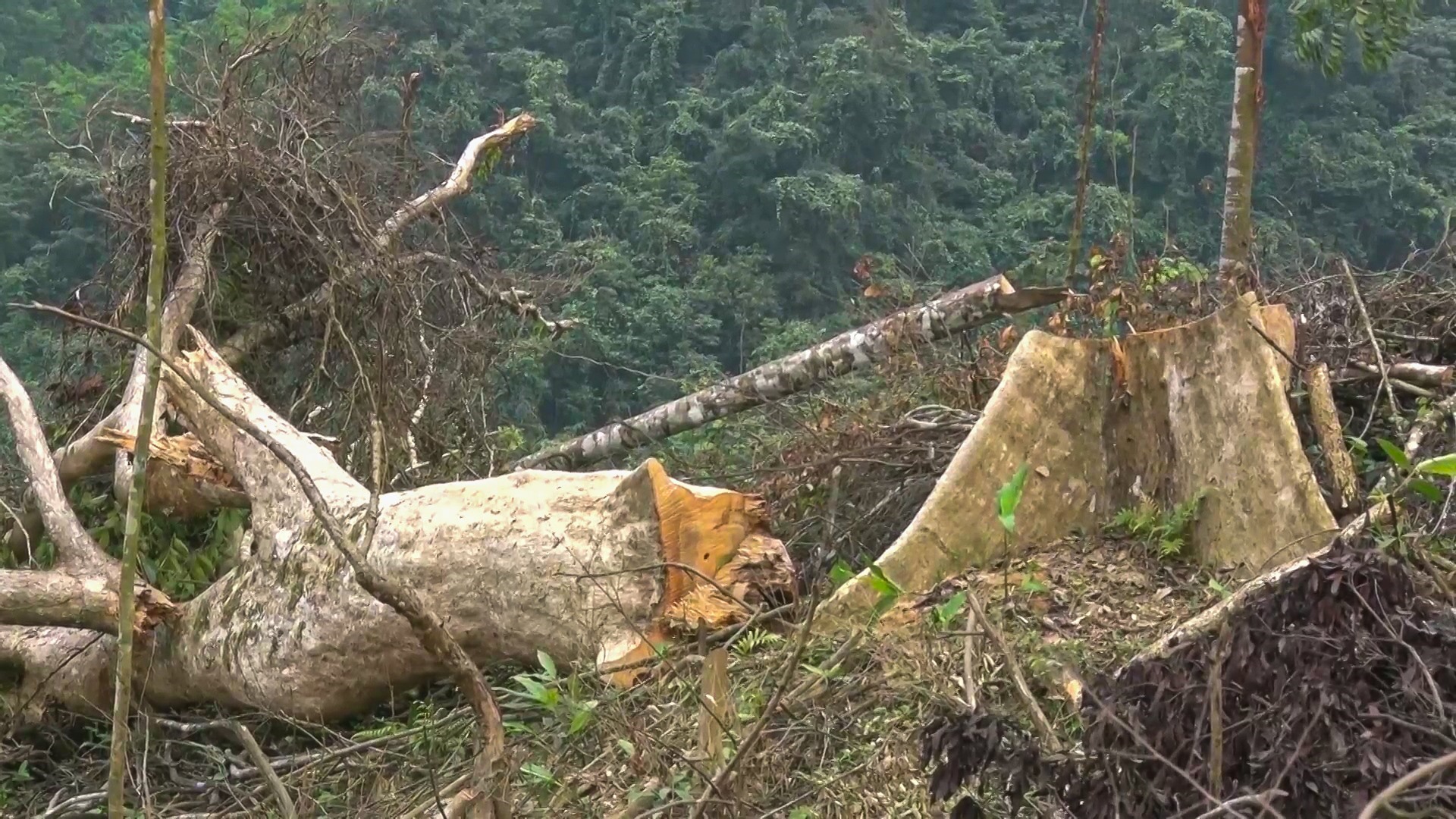 Khung cảnh hoang tàn tại khu vực rừng bị chặt phá. Ảnh: Cộng tác viên