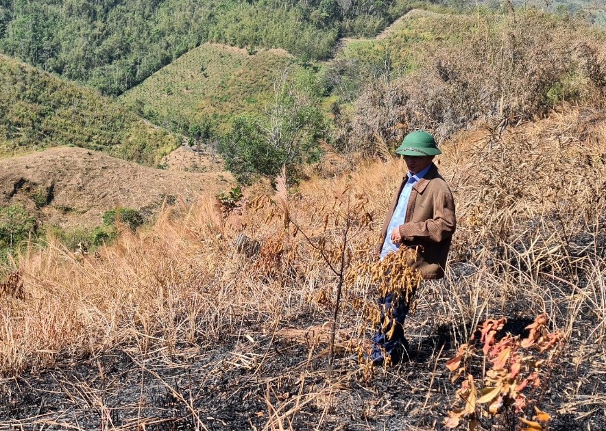 Nhiều diện tích rừng trồng của Ban Quản lý rừng phòng hộ Gia Nghĩa đã bị đốt cháy. Ảnh: Gia Bảo